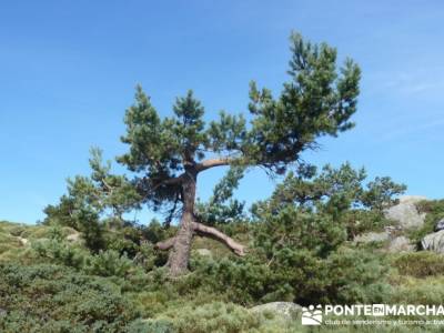 Senda Herreros - Puerto de Navacerrada - Valle de Fuenfría - Ducha de los Alemanes -Embalse Berceas